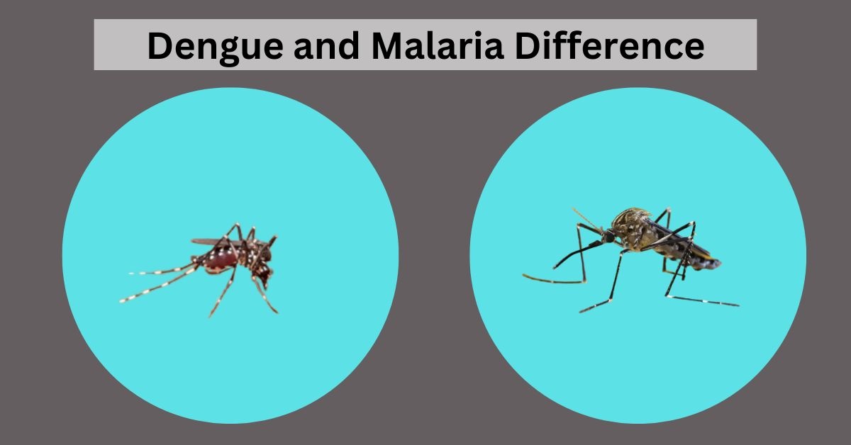 What is the difference between Dengue and Malaria