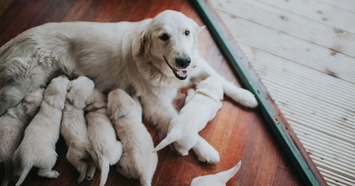 ¿Cuáles son los riesgos de separar prematuramente a los cachorros de su madre?