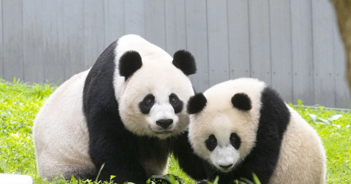 ¿Ha llegado a su fin la diplomacia panda?  Los osos gigantes del zoológico de Washington serán devueltos a China