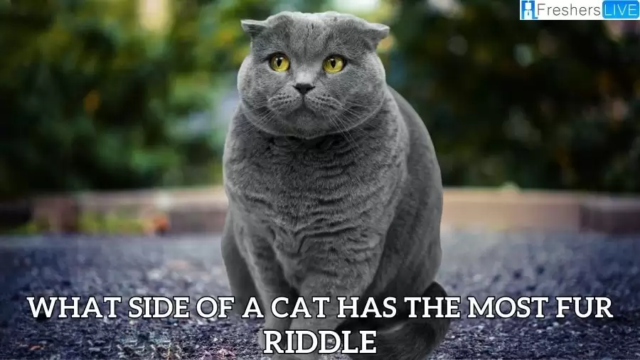 What Side of a Cat Has the Most Fur Riddle Solved and Explained