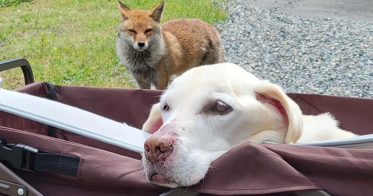 Cómo un perro ciego y un zorro salvaje se convirtieron en los mejores amigos del mundo