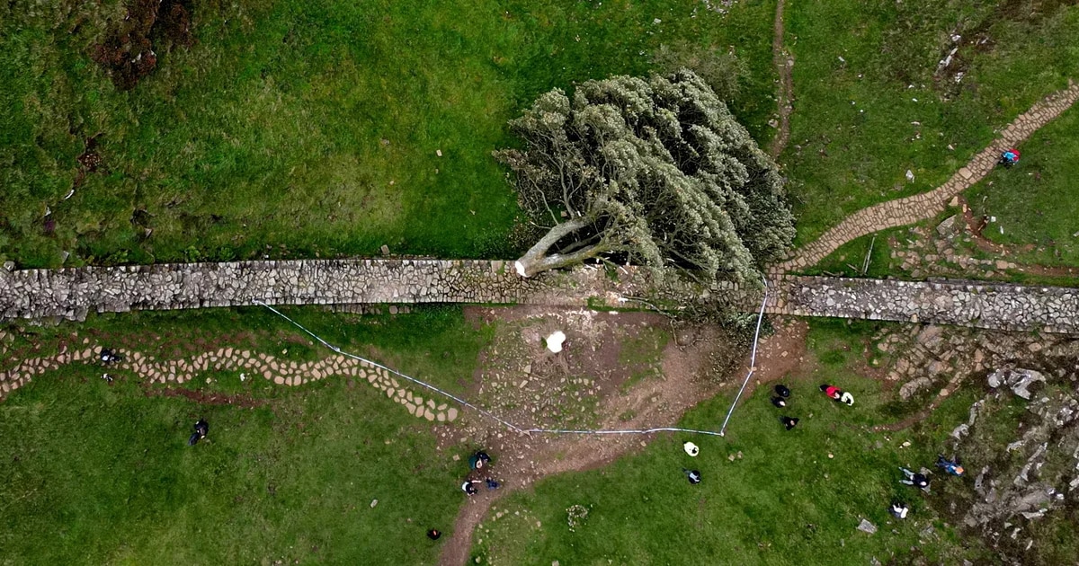 Detenida una segunda persona por talar el icónico “árbol de Robin Hood” en Inglaterra