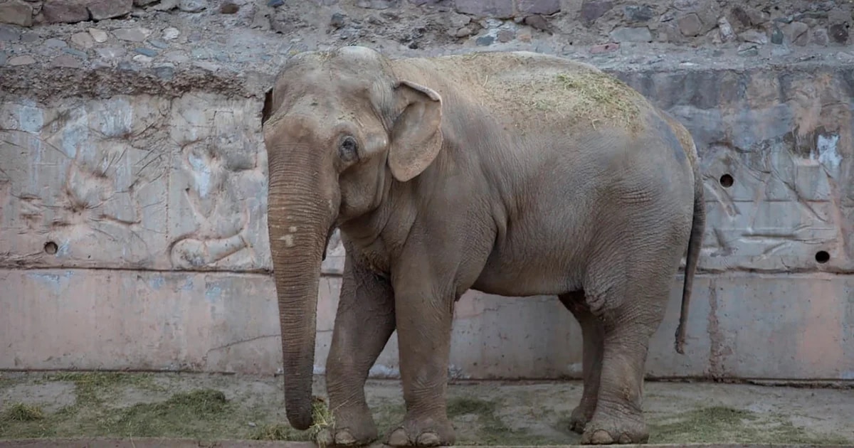 El Gobierno de Mendoza destinó más de $4 millones para entrenar a la elefanta Tamy que buscan trasladar a Brasil