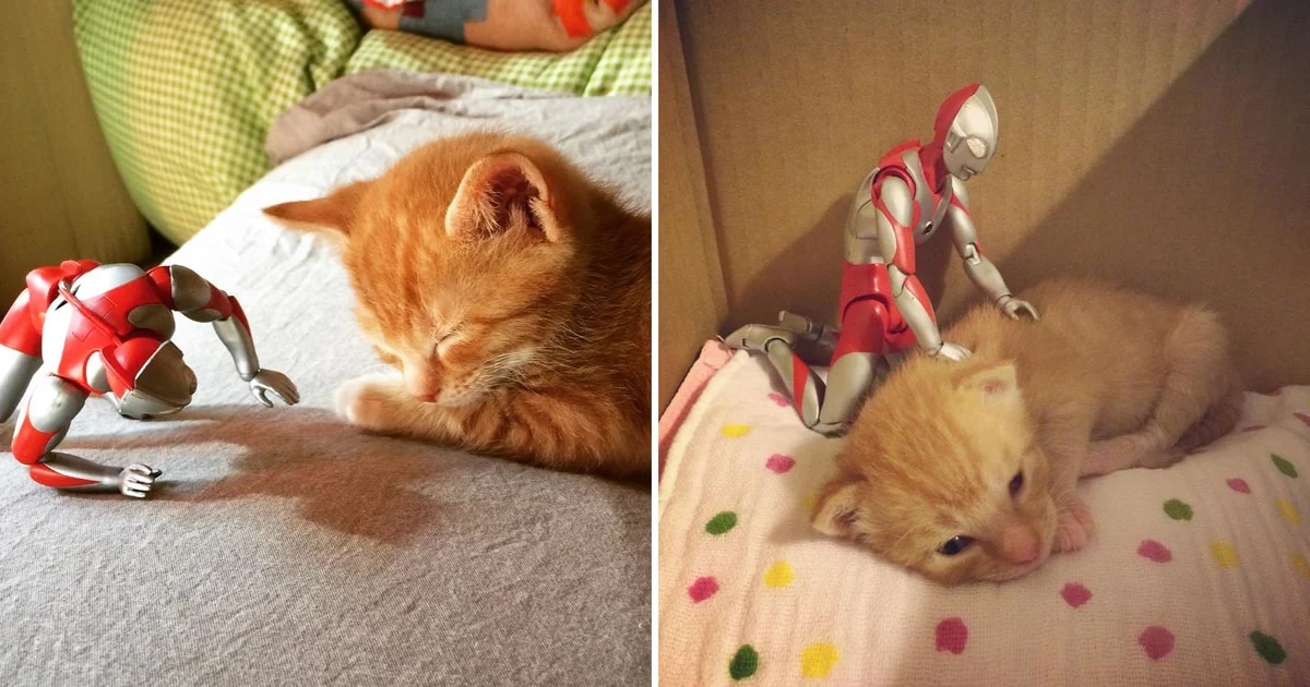El juguete que lo cambió todo: cómo una muñeca se convirtió en la “enfermera” de una gata rescatada