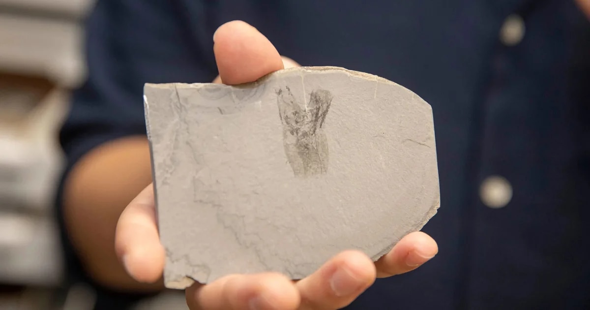 Este fósil esconde nuevos e importantes secretos de la evolución
