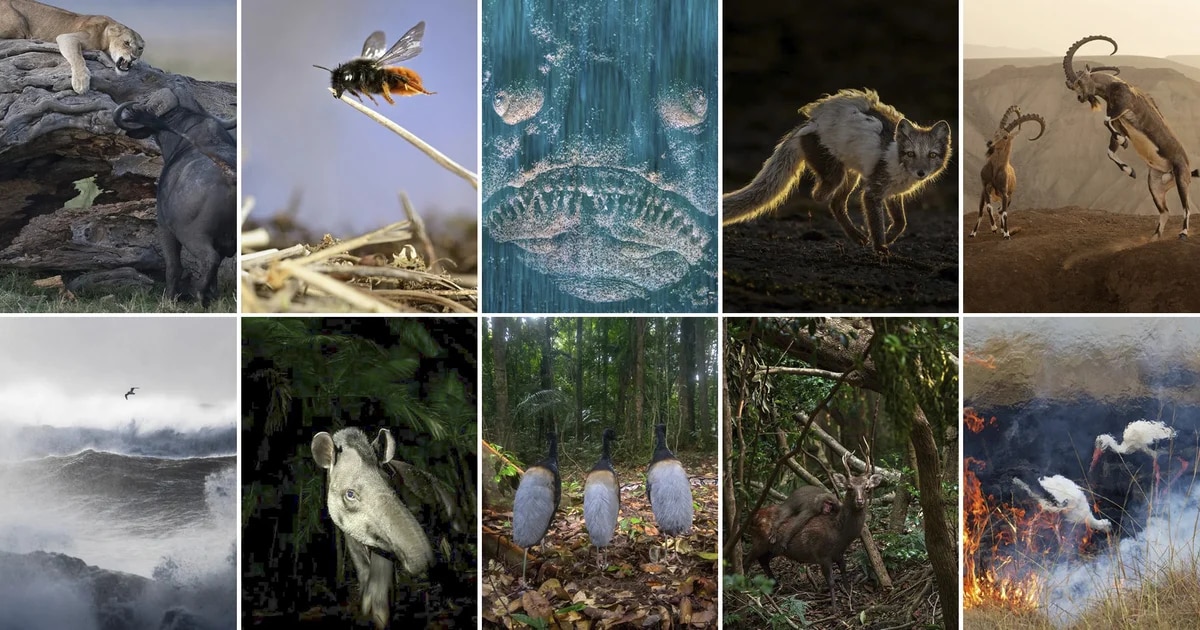 Las 10 imágenes más sorprendentes del concurso “Fotógrafo de Vida Silvestre del Año”