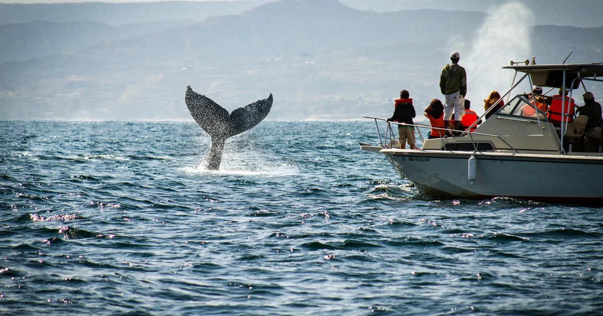 Los 9 mejores destinos del mundo para avistar ballenas, según Condé Nast