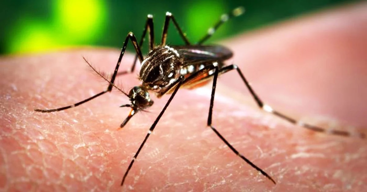 Mosquito Alert: así es la app de Salud que te muestra dónde están los mosquitos
