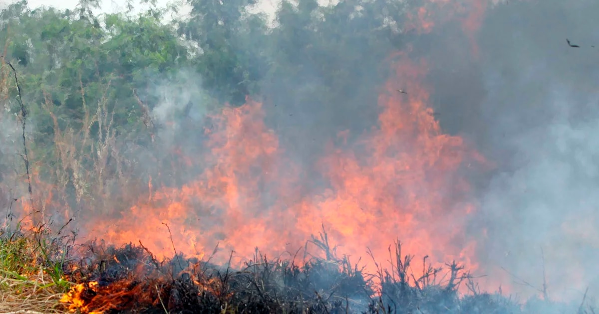 Narcos incendiaron parques nacionales de Bolivia para sembrar coca y atacaron a balazos a bomberos