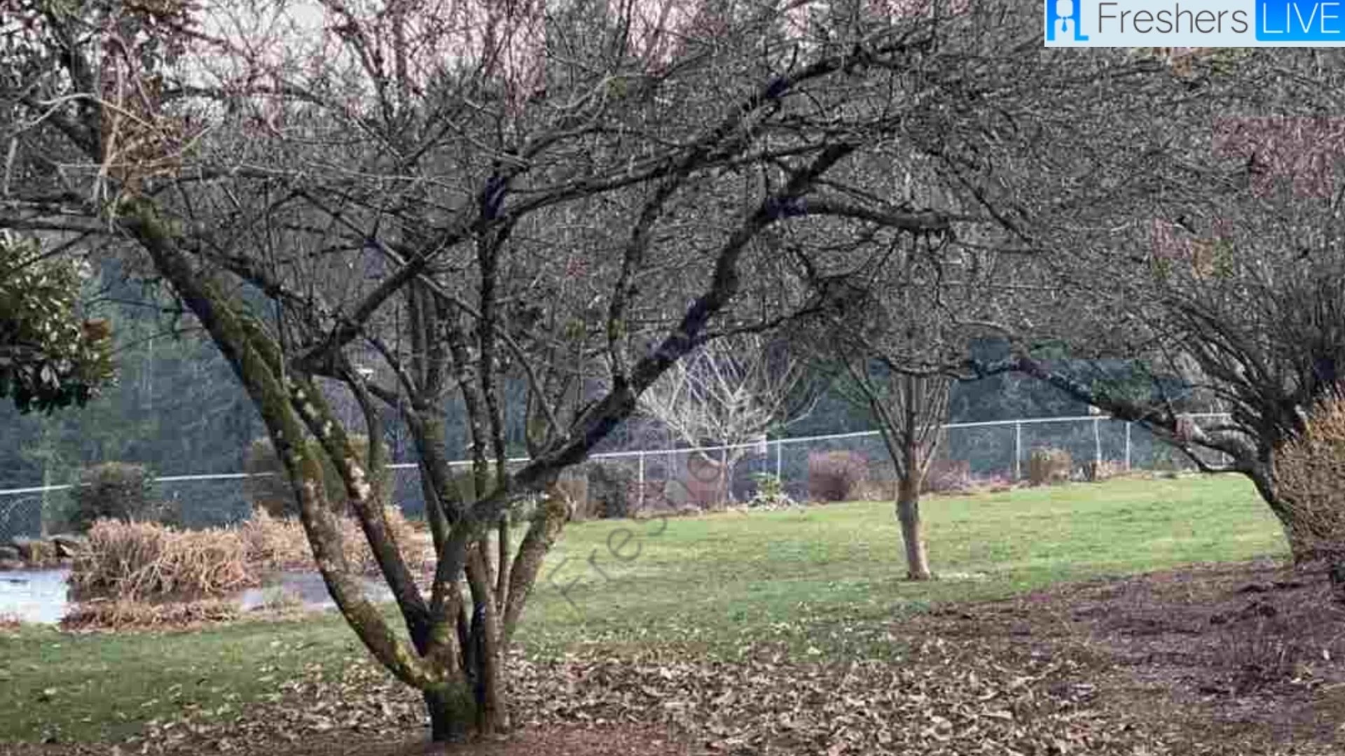 Test your Sharp Vision and spot 2 cats hiding at the park in 5 seconds