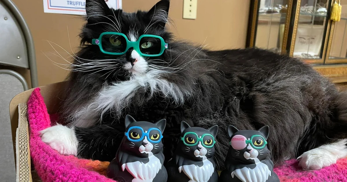 Truffles, la gatita que ayuda a los niños que usan gafas a sentirse seguros