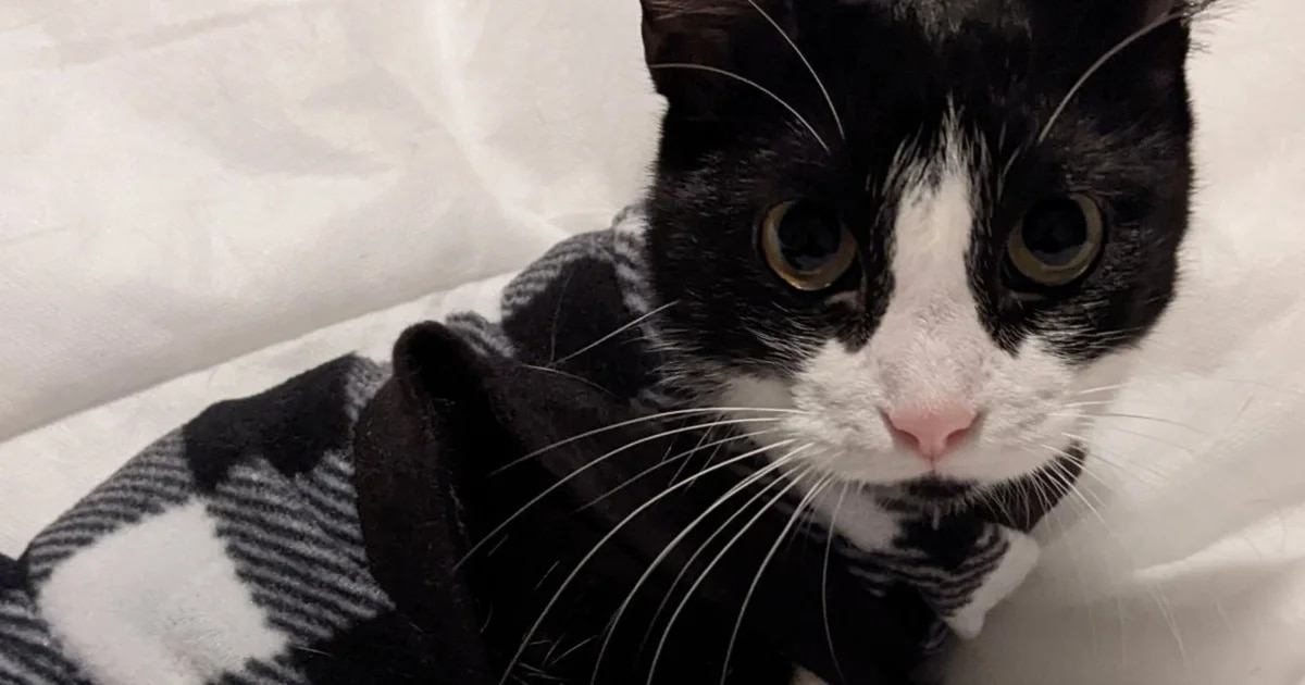 Tux, el gato que volvió a los brazos de su dueño tras un viaje en taxi