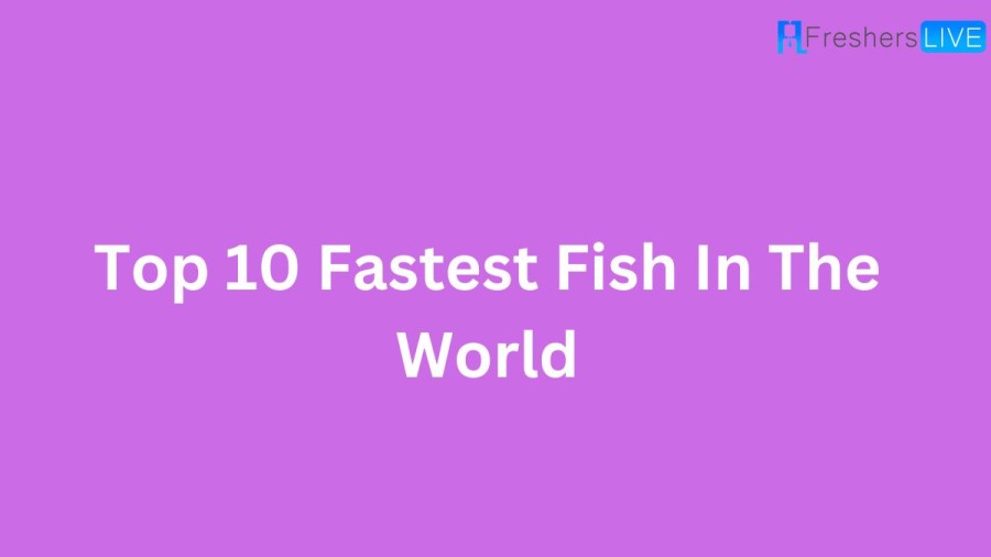 What are the Fastest Fish In The World 2023 - Top 10