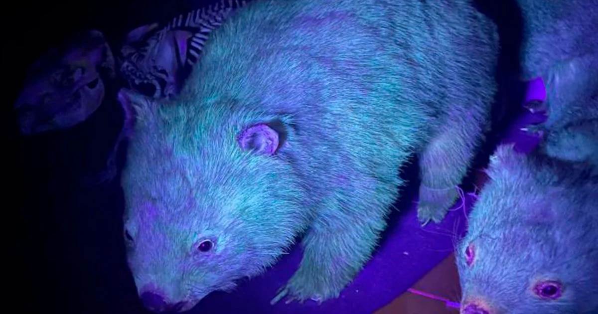 ¿Animales fluorescentes?: Descubrieron 125 mamíferos que brillan en la oscuridad