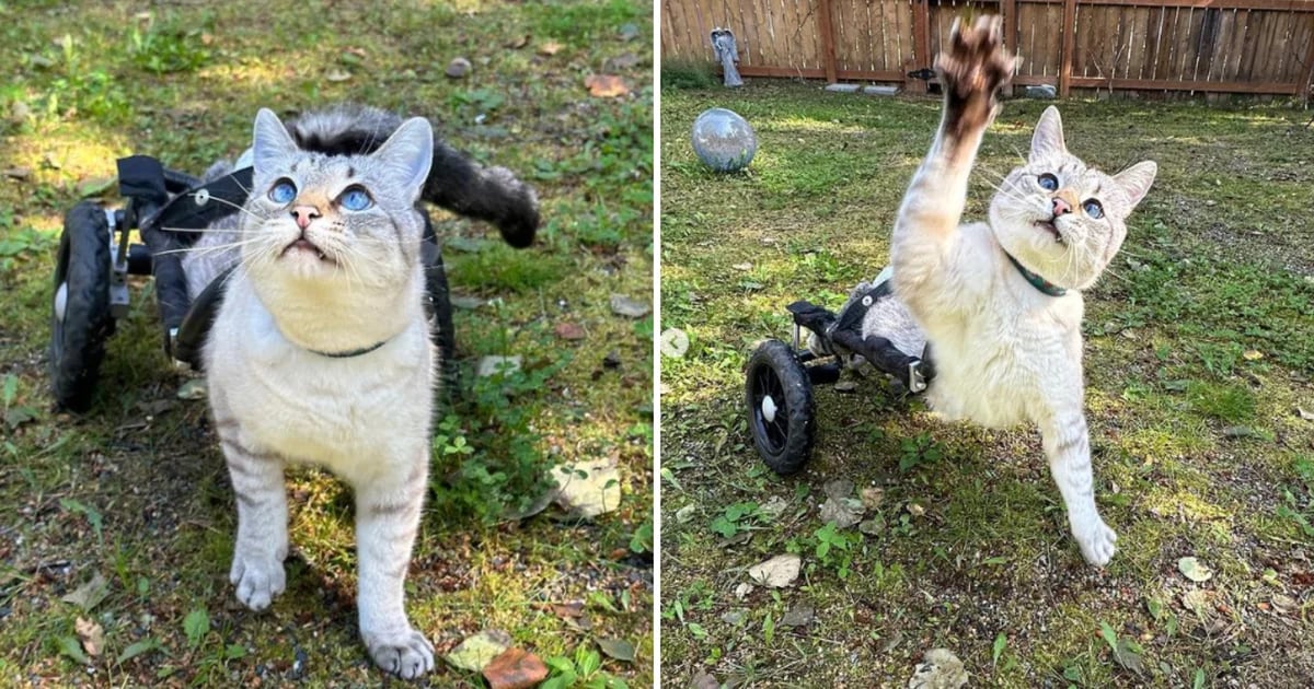 El espíritu imbatible de Harpur, un gato en silla de ruedas que desafía la adversidad