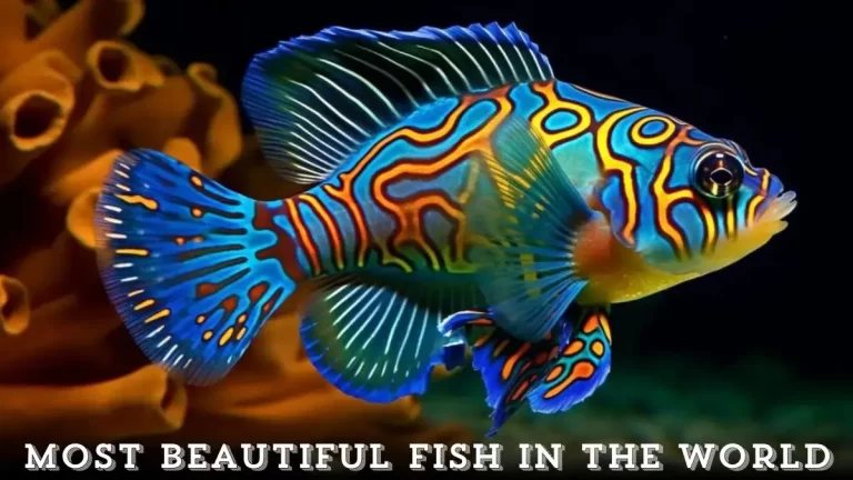 Most Beautiful Fish in the World - Top 10 Underwater Realm