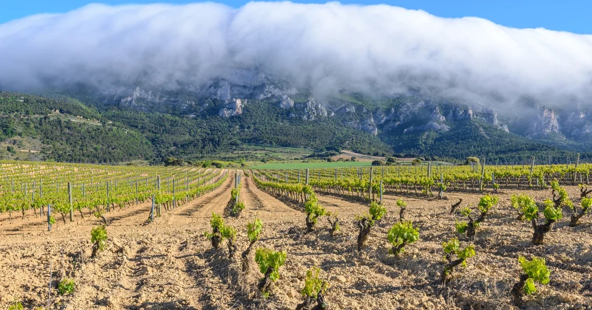 Qué es el efecto Foehn, un fenómeno meteorológico único que da carácter a los vinos españoles