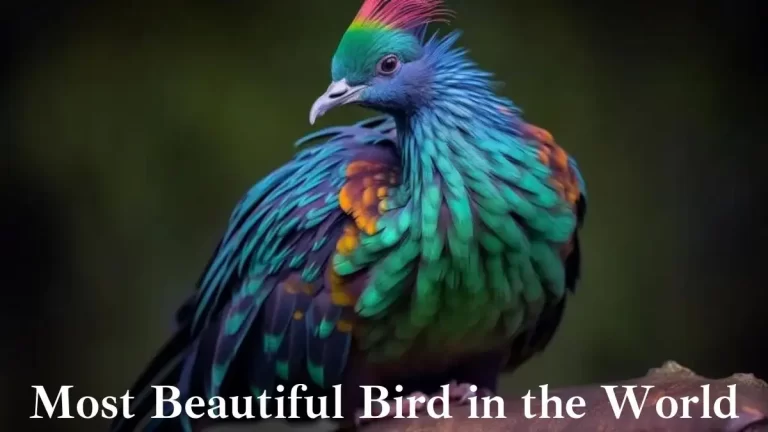 Top 10 Most Beautiful Birds in the World - A Kaleidoscope of Feathers and Grace