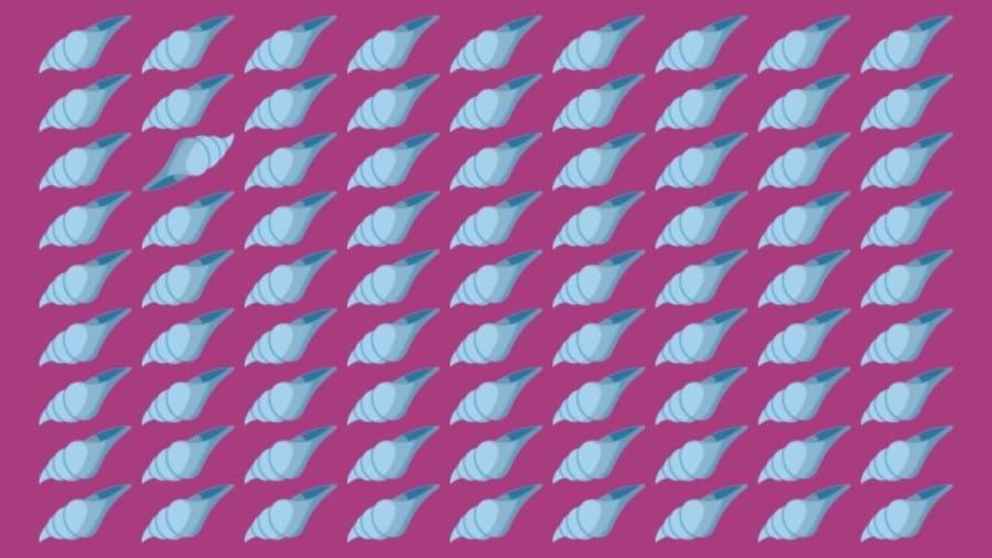 Optical Illusion: Sharp Eye People will spot the Odd Shell within 7 Seconds