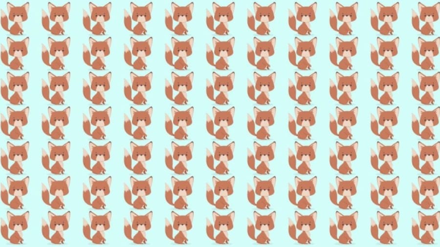 Observation Skill Test: Can you spot which Fox is different in 10 seconds?