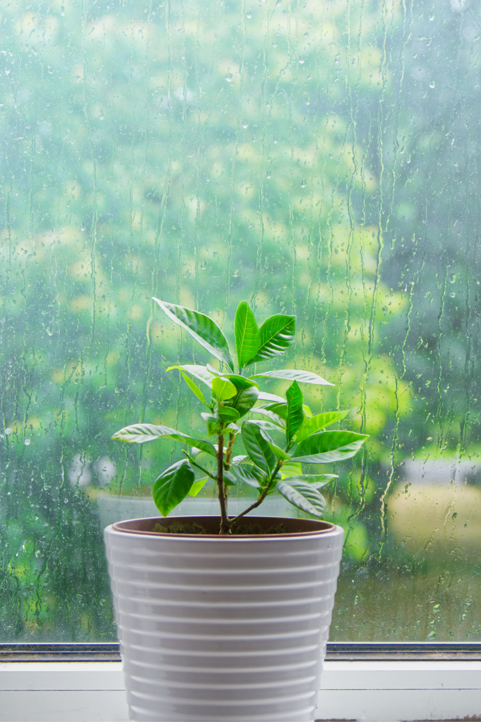 Qué hacer para evitar que las plantas se ahoguen bajo la lluvia.